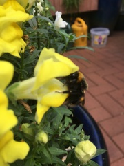 Bombus
