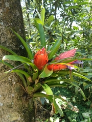 Tillandsia multicaulis
