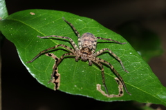 Heteropoda procera
