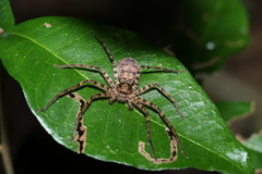 Heteropoda procera