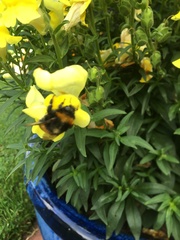 Bombus