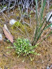 Millotia muelleri