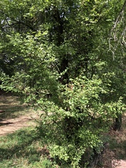 Prunus cerasifera