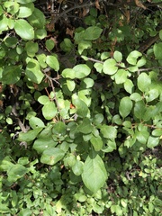 Prunus cerasifera