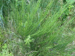 Cytisus scoparius