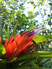 Tillandsia multicaulis