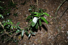 Amorphospermum antilogum