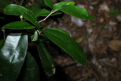 Amorphospermum antilogum