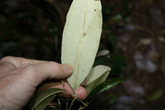 Amorphospermum antilogum