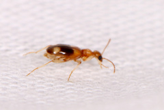 Stricticomus tobias