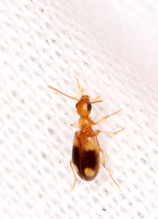 Stricticomus tobias