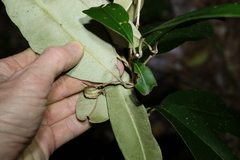 Amorphospermum antilogum