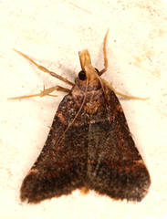 Stemmatophora