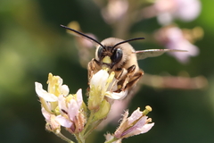 Eucera nigrilabris