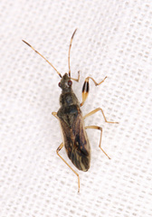Paraparomius leptopoides