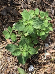 Lamiaceae