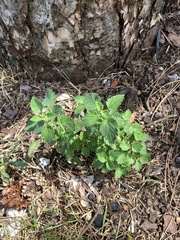 Lamiaceae