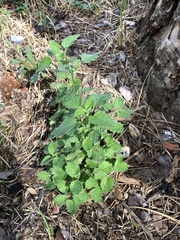 Lamiaceae