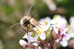 Eucera nigrilabris
