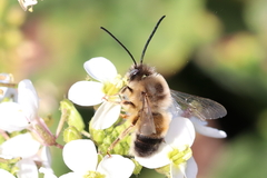 Eucera nigrilabris