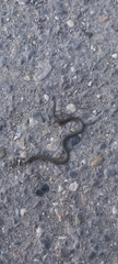 Natrix helvetica sicula