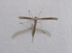 Stenoptilia bipunctidactyla