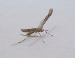 Stenoptilia bipunctidactyla