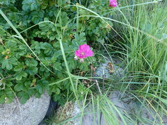 Rosa rugosa