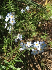 Myosotis