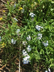 Myosotis