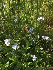 Myosotis