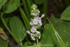 Stachys stebbinsii
