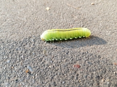 Cimbex femoratus