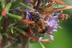 Eucera numida