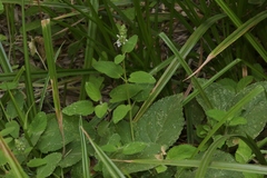 Stachys stebbinsii