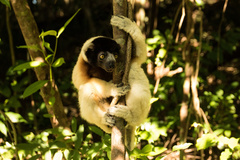 Propithecus coronatus
