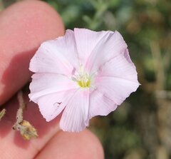 Convolvulus cantabrica