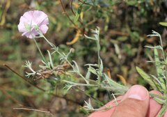 Convolvulus cantabrica