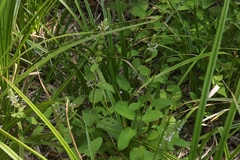 Stachys stebbinsii