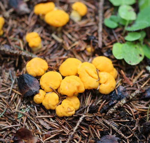 Golden Chanterelle