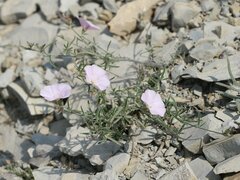 Convolvulus cantabrica
