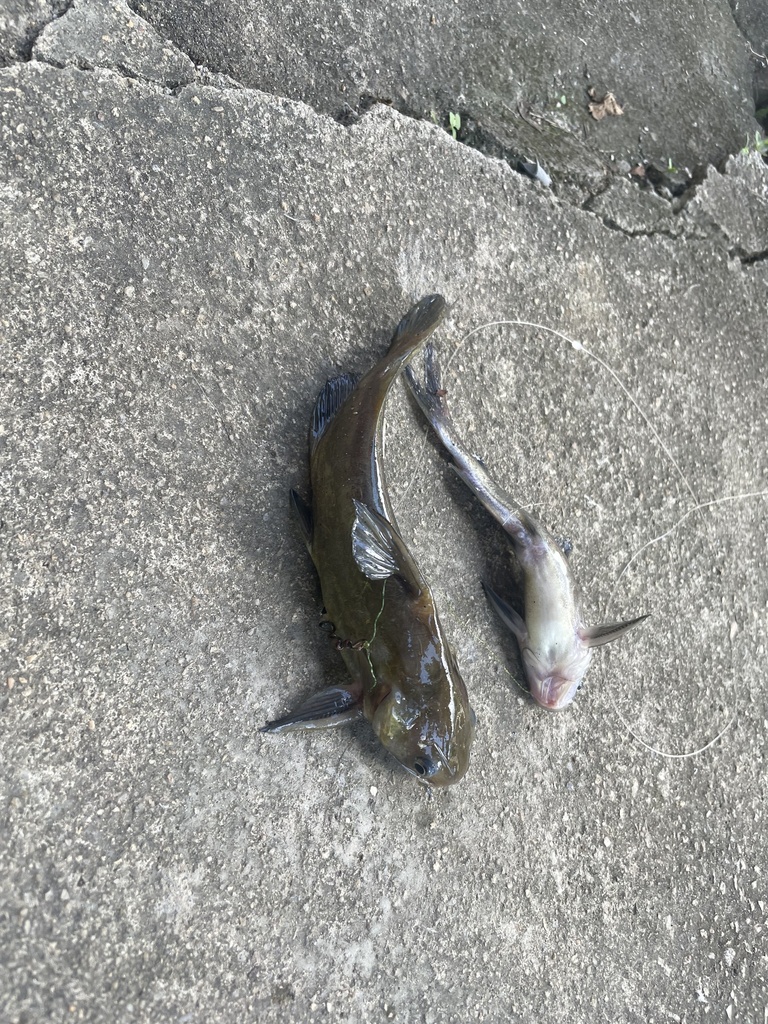 Vachell's bagrid catfish (Pseudobagrus vachellii) — Bagridae