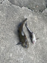 Tachysurus vachellii