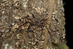 Heteropoda procera