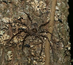 Heteropoda procera
