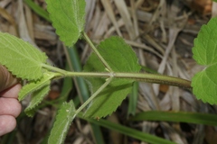 Stachys stebbinsii