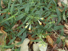 Melampyrum pratense