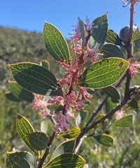 Hakea neurophylla