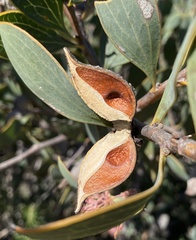 Hakea neurophylla