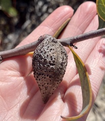 Hakea neurophylla